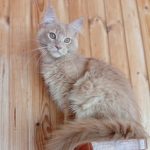 Lakis-male-main-coon-cat-puppy-for-sale-1 (4)