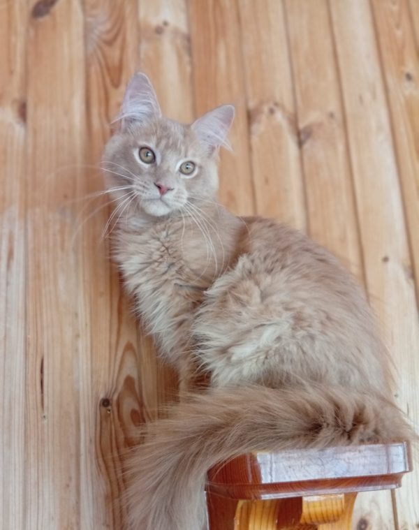 Lakis Maine Coon