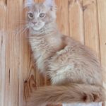 Lakis-male-main-coon-cat-puppy-for-sale-1 (5)