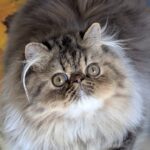 Kralja Persian
