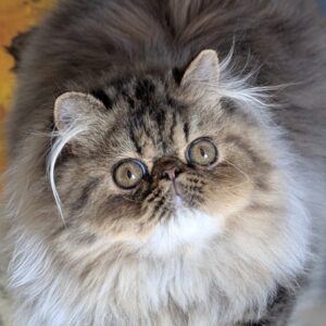 Bagira Persian