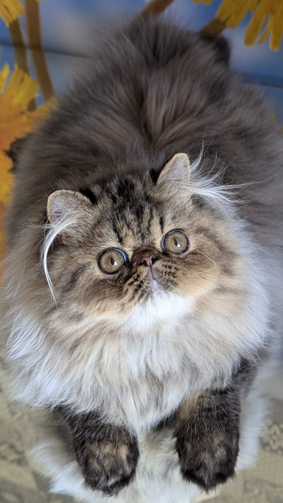 Bagira Persian