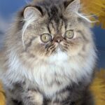 Bagira-female-Persian-cat-puppy-for-sale-1 (2)