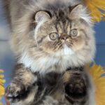 Bagira-female-Persian-cat-puppy-for-sale-1 (3)