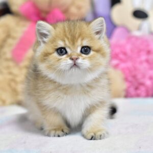 Beauty British Shorthair