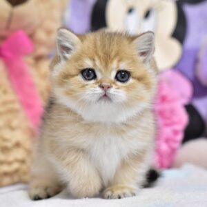 Beauty British Shorthair