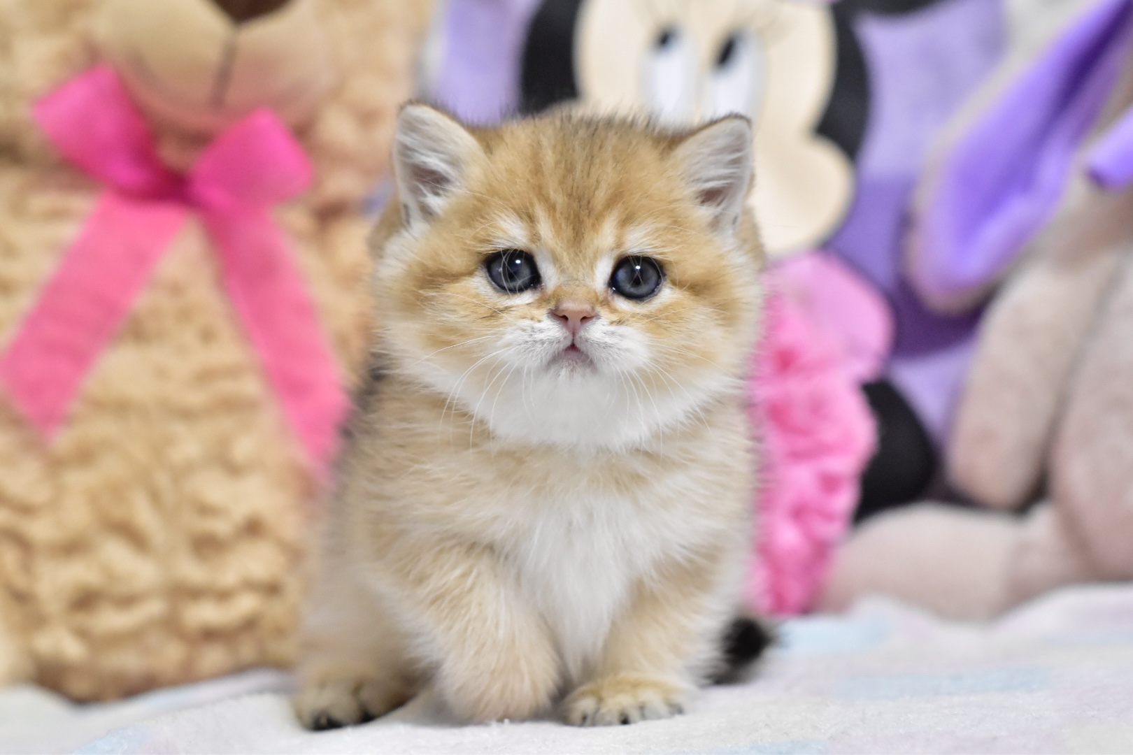 Beauty British Shorthair