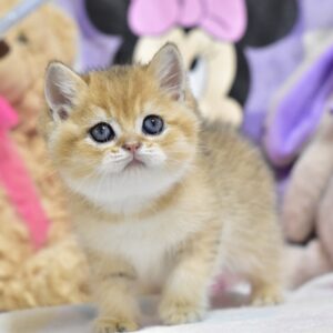 Best British Shorthair