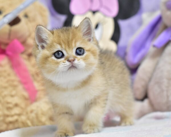 Best British Shorthair