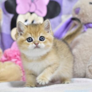 Best British Shorthair
