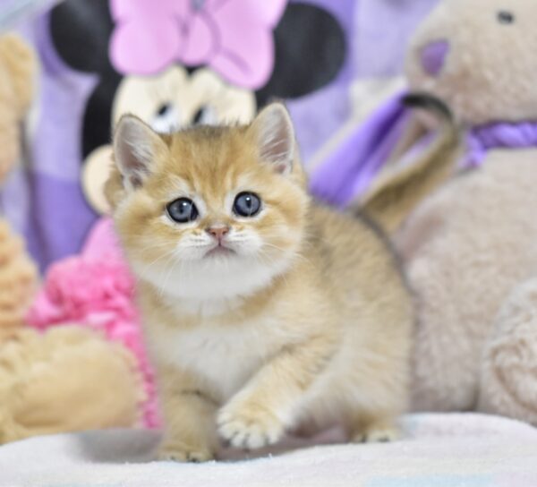 Best British Shorthair