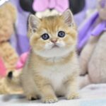 Best-male-British-Shorthair-cat-puppy-for-sale-1 (3)