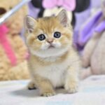 Best-male-British-Shorthair-cat-puppy-for-sale-1 (4)