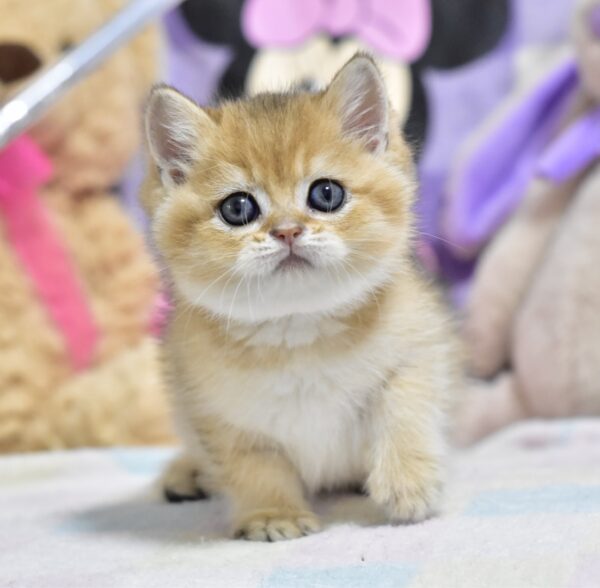 Best British Shorthair