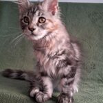 Bethy-female-maine-Coon-cat-puppy-for-sale-1 (1)