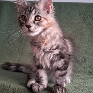 Bethy Maine Coon