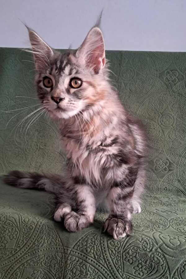 Bethy Maine Coon