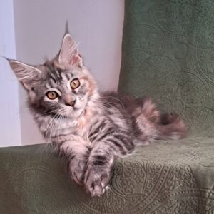 Bethy Maine Coon