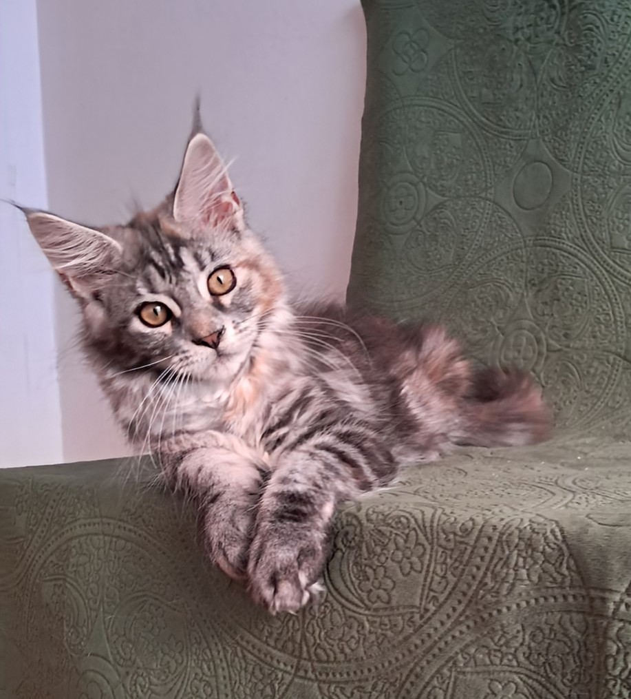 Bethy Maine Coon