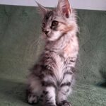 Bethy-female-maine-Coon-cat-puppy-for-sale-1 (3)