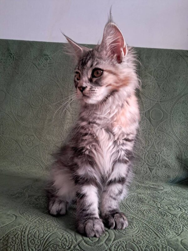 Bethy Maine Coon