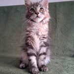 Bethy-female-maine-Coon-cat-puppy-for-sale-1 (4)