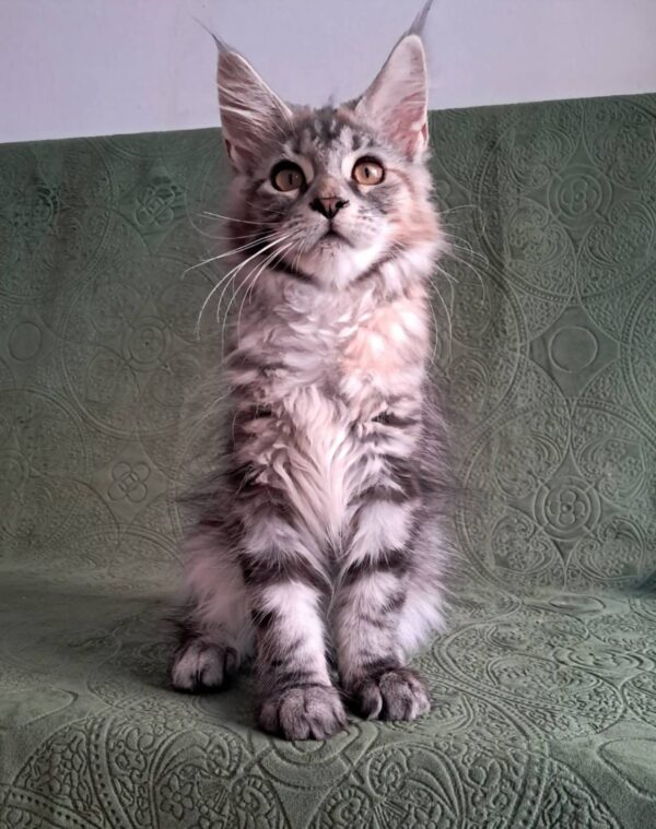 Bethy Maine Coon