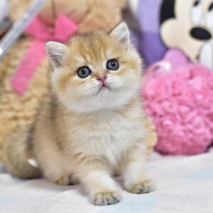 Bianka British Shorthair