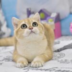 Bonya-female-British-Shorthair-cat-puppy-for-sale-1 (1)