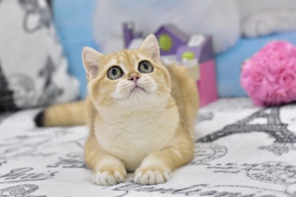 Bonya British Shorthair Bonya British Shorthair