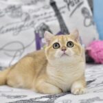 Bonya-female-British-Shorthair-cat-puppy-for-sale-1 (2)