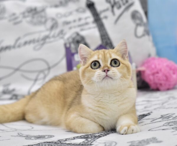 Bonya British Shorthair Bonya British Shorthair