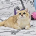 Bonya-female-British-Shorthair-cat-puppy-for-sale-1 (3)
