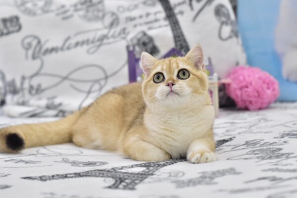 Bonya British Shorthair Bonya British Shorthair