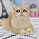 Bonya-female-British-Shorthair-cat-puppy-for-sale-1 (4)
