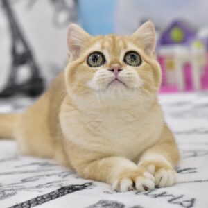 Bonya British Shorthair
