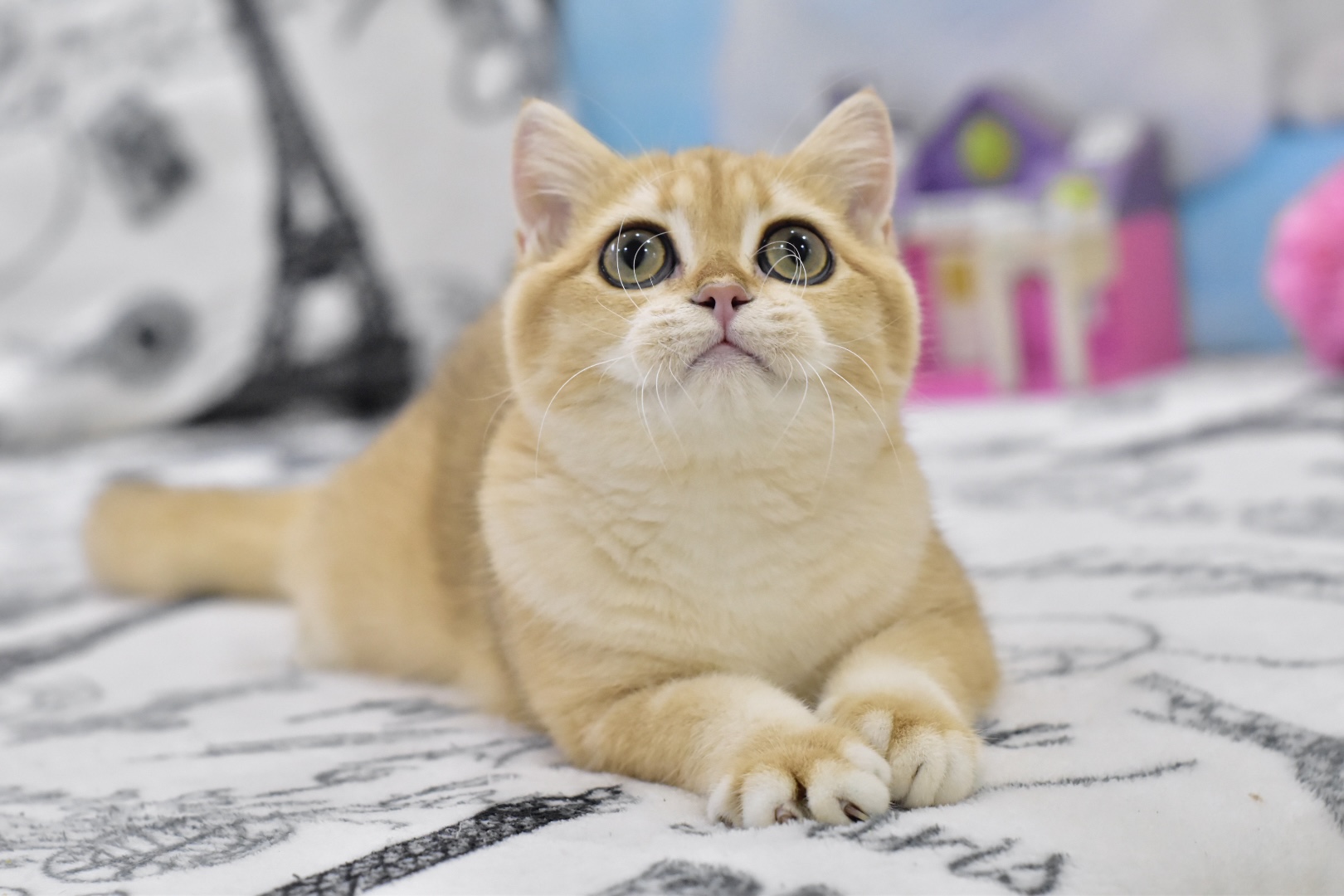Bonya British Shorthair