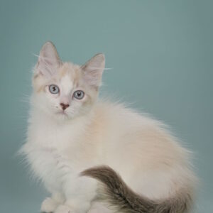 Borisfen Munchkin