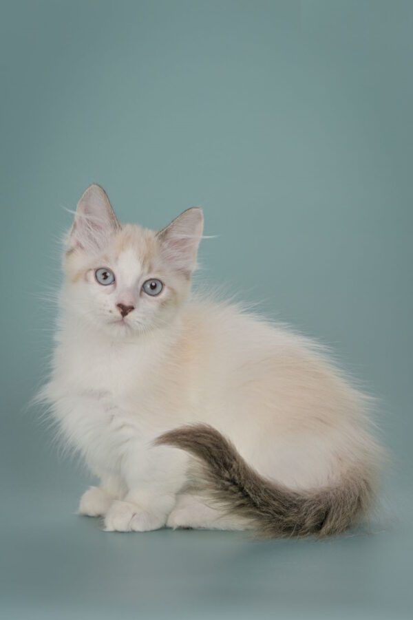 Borisfen Munchkin