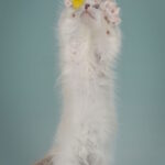 Borisfen-male-munchkin-cat-puppy-for-sale-1 (2)