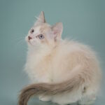 Borisfen-male-munchkin-cat-puppy-for-sale-1 (3)