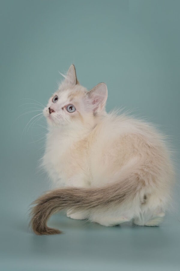 Borisfen Munchkin