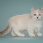 Borisfen-male-munchkin-cat-puppy-for-sale-1 (4)