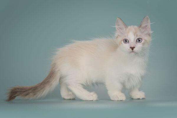 Borisfen Munchkin