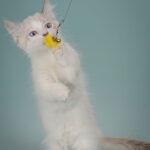 Borisfen-male-munchkin-cat-puppy-for-sale-1 (5)