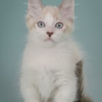 Borisfen-male-munchkin-cat-puppy-for-sale-1 (6)