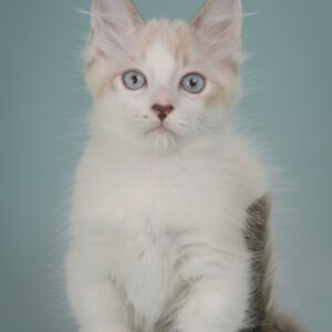 Borisfen Munchkin