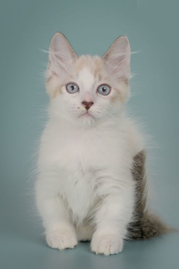 Borisfen Munchkin