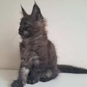Carat Maine Coon