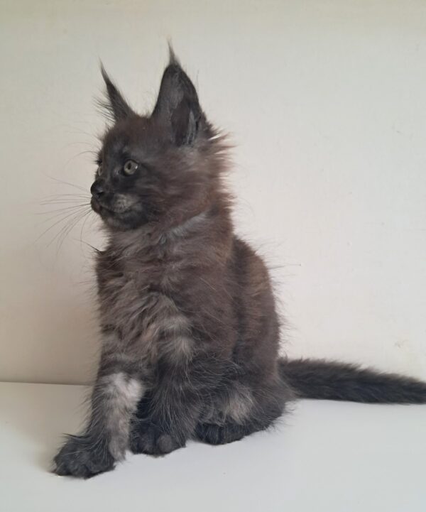 Carat Maine Coon